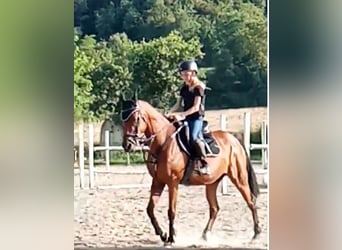 Belgian Riding Pony, Mare, 13 years, 14.2 hh, Brown