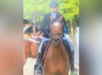 Belgisches Reitpony, Stute, 13 Jahre, 14,2 hh, Brauner