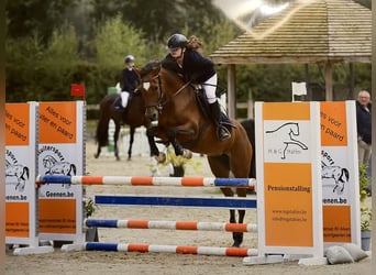 Belgisches Reitpony, Stute, 13 Jahre, 14,2 hh, Brauner