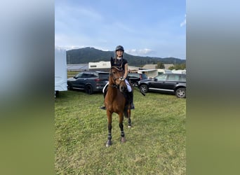Belgian Riding Pony, Mare, 13 years, 14 hh, Brown