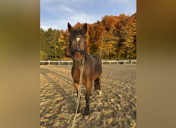Belgian Riding Pony, Mare, 16 years, 13,1 hh, Bay-Dark