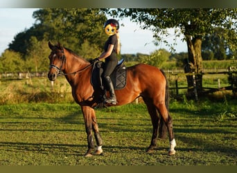 Belgian Riding Pony Mix, Mare, 16 years, 14,3 hh, Chestnut-Red