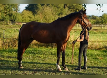 Belgian Riding Pony Mix, Mare, 16 years, 14,3 hh, Chestnut-Red