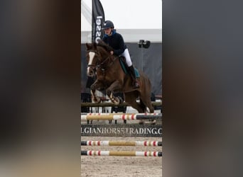 Belgian Riding Pony, Mare, 18 years