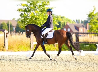 Belgian Riding Pony, Mare, 19 years, 14.1 hh, Bay-Dark