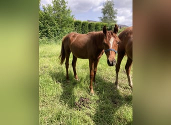 Belgian Riding Pony, Mare, 1 year, Chestnut-Red