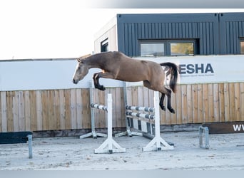 Belgian Riding Pony, Mare, 3 years, 14.1 hh, Grey-Red-Tan