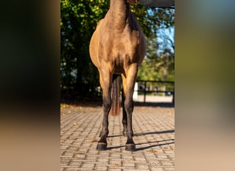 Belgian Riding Pony, Mare, 3 years, 14.1 hh, Grey-Red-Tan