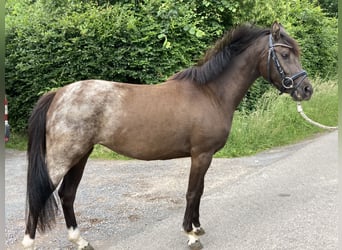 Belgian Riding Pony, Mare, 3 years, 14 hh, Chestnut
