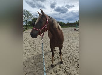 Belgian Riding Pony, Mare, 3 years, 14 hh, Palomino