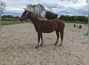 Belgian Riding Pony, Mare, 3 years, 14 hh, Palomino