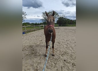 Belgian Riding Pony, Mare, 3 years, 14 hh, Palomino