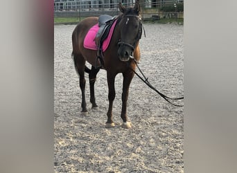 Belgian Riding Pony, Mare, 4 years, 13.3 hh, Brown