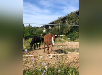 Belgisches Reitpony Mix, Stute, 4 Jahre, 14,1 hh, Fuchs