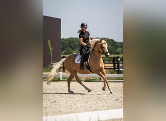 Belgian Riding Pony, Mare, 4 years, 14.1 hh, Palomino