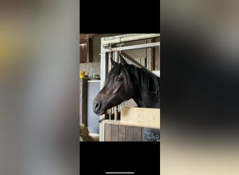 Belgian Riding Pony, Mare, 4 years, 14,2 hh, Black