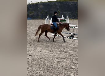 Belgian Riding Pony, Mare, 5 years, 13.1 hh, Chestnut-Red