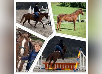 Belgian Riding Pony, Mare, 5 years, 13.1 hh, Chestnut-Red