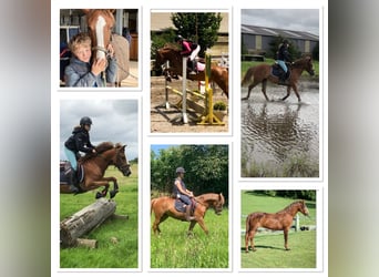 Belgian Riding Pony, Mare, 5 years, 13,2 hh, Brown-Light