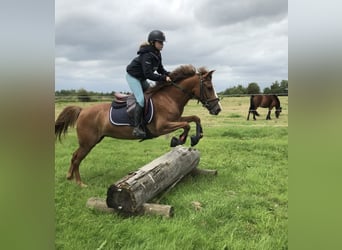 Belgian Riding Pony, Mare, 5 years, 13.2 hh, Brown-Light
