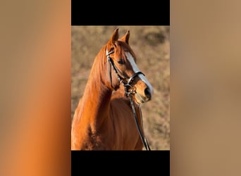 Belgian Riding Pony, Mare, 5 years, 14,1 hh, Chestnut-Red