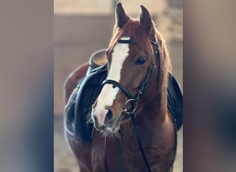 Belgian Riding Pony, Mare, 5 years, 14,1 hh, Chestnut-Red