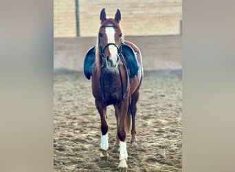 Belgian Riding Pony, Mare, 5 years, 14,1 hh, Chestnut-Red