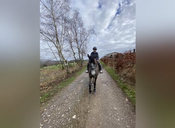 Belgian Riding Pony, Mare, 5 years, 14.1 hh, Gray