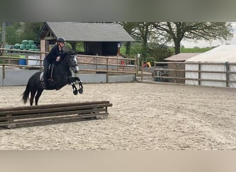 Belgian Riding Pony, Mare, 5 years, 14,1 hh, Gray