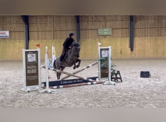 Belgian Riding Pony, Mare, 5 years, 14,1 hh, Grey-Dark-Tan