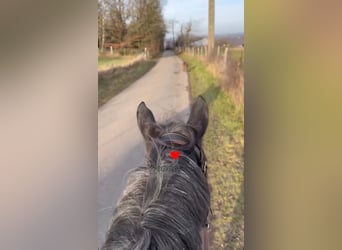 Belgian Riding Pony, Mare, 5 years, 14,1 hh, Grey-Dark-Tan