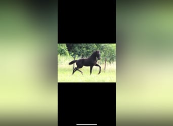 Belgian Riding Pony, Mare, 5 years, 14,2 hh