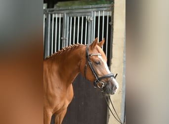 Belgian Riding Pony, Mare, 6 years, 13.1 hh, Chestnut