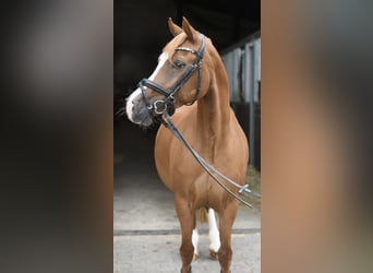 Belgian Riding Pony, Mare, 6 years, 13.1 hh, Chestnut