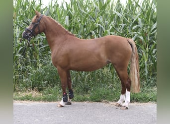 Belgian Riding Pony, Mare, 6 years, 13.1 hh, Chestnut
