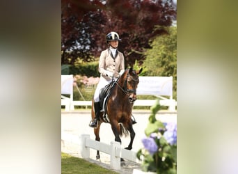 Belgisches Reitpony, Stute, 6 Jahre, 13,2 hh, Dunkelbrauner