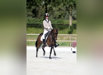 Belgisches Reitpony, Stute, 6 Jahre, 13,2 hh, Dunkelbrauner