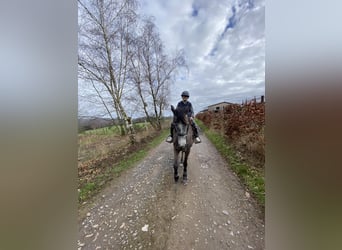 Belgian Riding Pony, Mare, 6 years, 14,1 hh, Gray