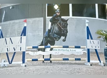 Belgian Riding Pony, Mare, 6 years, 14,2 hh, Black