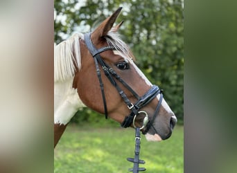 Belgian Riding Pony, Mare, 6 years, 15,1 hh, Pinto