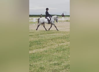 Belgian Riding Pony, Mare, 7 years, 14,1 hh, Brown