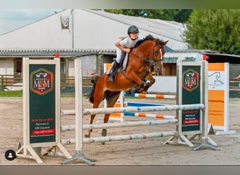 Belgian Riding Pony, Mare, 7 years, 14,1 hh, Brown