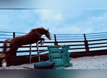 Belgian Riding Pony, Mare, 7 years, 14.1 hh, Chestnut-Red