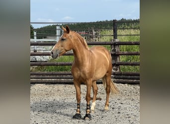 Belgian Riding Pony, Mare, 7 years, 14.1 hh, Chestnut-Red