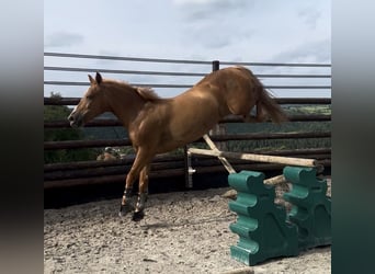 Belgian Riding Pony, Mare, 7 years, 14.1 hh, Chestnut-Red
