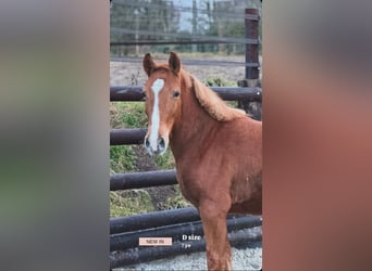 Belgian Riding Pony, Mare, 7 years, 14.1 hh, Chestnut-Red