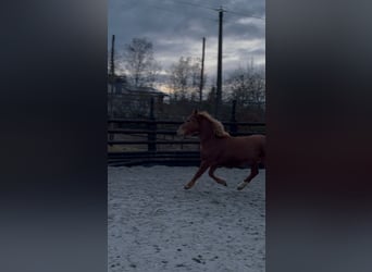 Belgian Riding Pony, Mare, 7 years, 14.1 hh, Chestnut-Red
