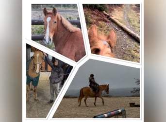 Belgian Riding Pony, Mare, 7 years, 14.1 hh, Chestnut-Red