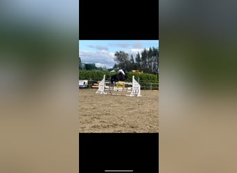 Belgisches Reitpony, Stute, 7 Jahre, 14 hh, Rappe