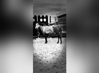 Belgian Riding Pony, Mare, 7 years, 14 hh, Grey-Dapple